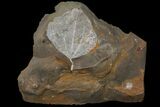 Detailed Paleocene Fossil Leaf (Cocculus) - North Dakota #95515-1